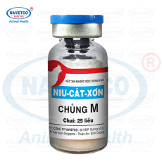 Niu-Cát-Xơn chủng M( NHƯỢC ĐỘC ĐÔNG KHÔ )