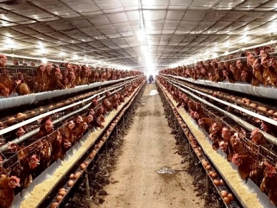 Kỹ thuật chăn nuôi gà giai đoạn đẻ - Bạn có biết ?