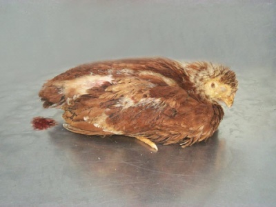 Biểu hiện triệu chứng - bệnh tích của bệnh tụ huyết trùng trên gà