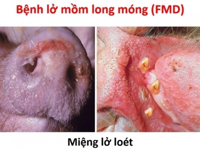 Kiểm soát an toàn sinh học trong bệnh Lở mồm long móng (FMD)