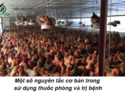 Một số nguyên tắc cơ bản trong sử dụng thuốc phòng và trị bệnh