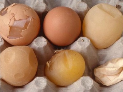 Cách chẩn đoán bệnh trên gà thông qua phân tích các vấn đề của trứng 
